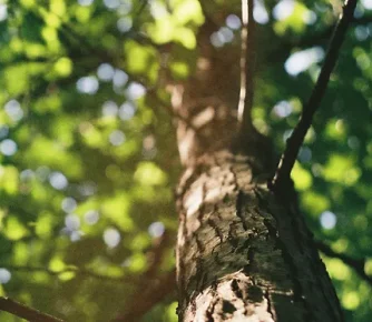 arbre forêt